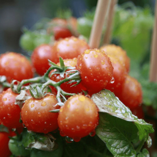 Plant de tomate crokini f1 type cerise lot de 3 godets