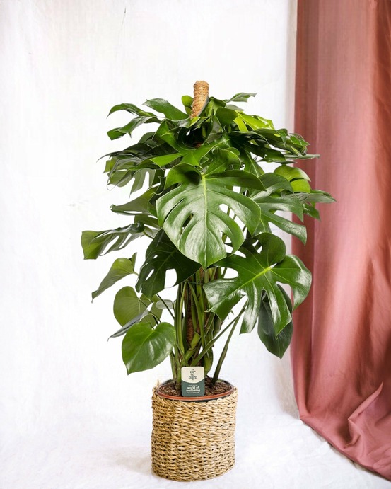 Monstera deliciosa xxl tuteur 105cm - plante d'intérieur