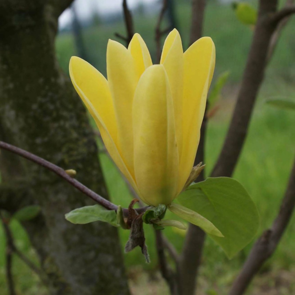 Magnolia 'daphne' pot de 7,5l/10l