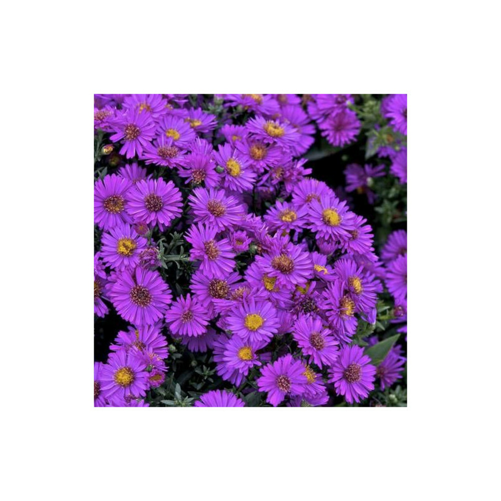 Aster d'automne starlight, aster dumosus godet - 5/20 cm