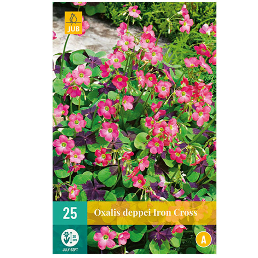 25 oxalis deppei iron cross rose