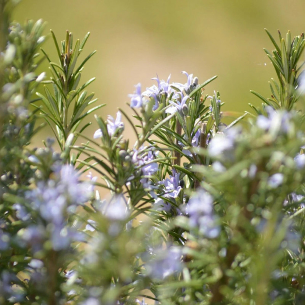 Romarin officinal prostratus - prêt à consommer pot de 1 litre