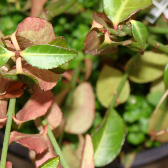 2 x fusain tapissant 'tustin' - euonymus fortunei 'tustin' - 20-30 cm pot