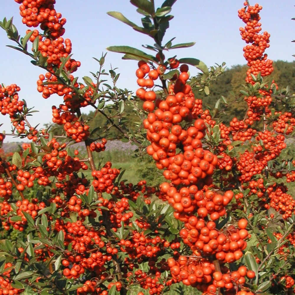 Buisson ardent saphyr® rouge 'cadrou', pyracantha pot de 3l - 60/80 cm