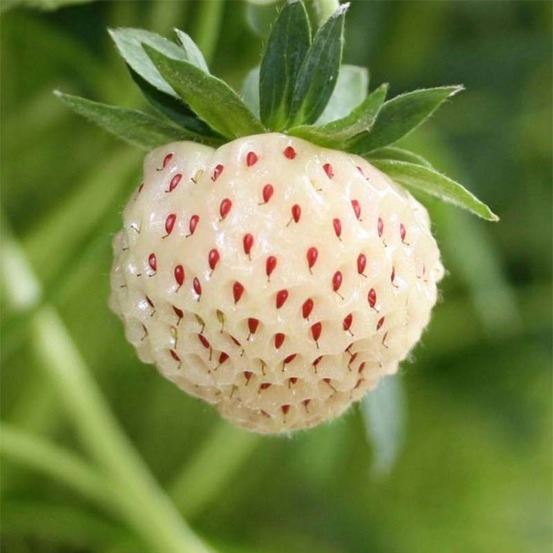 Fraisier du chili 'pineberry' godet de 8/9 cm