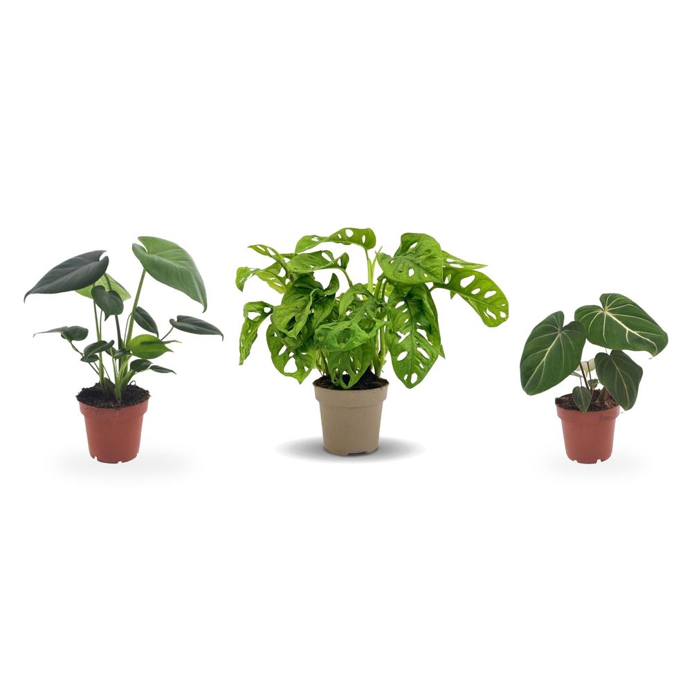 Trio aracées collector — monstera deliciosa, monstera adansonii monkey mask & philodendron gloriosum