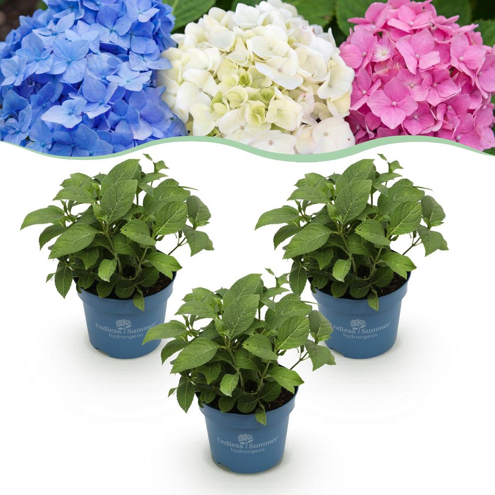 Hortensias endless summer en mélange - 3 plants - h 20-25 cm, pot ø14 cm