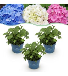 Hortensias endless summer en mélange - 3 plants - h 20-25 cm, pot ø14 cm