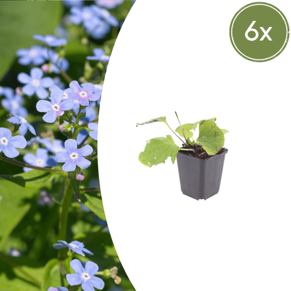 Myosotis du caucase (brunnera macrophylla) '' - 12