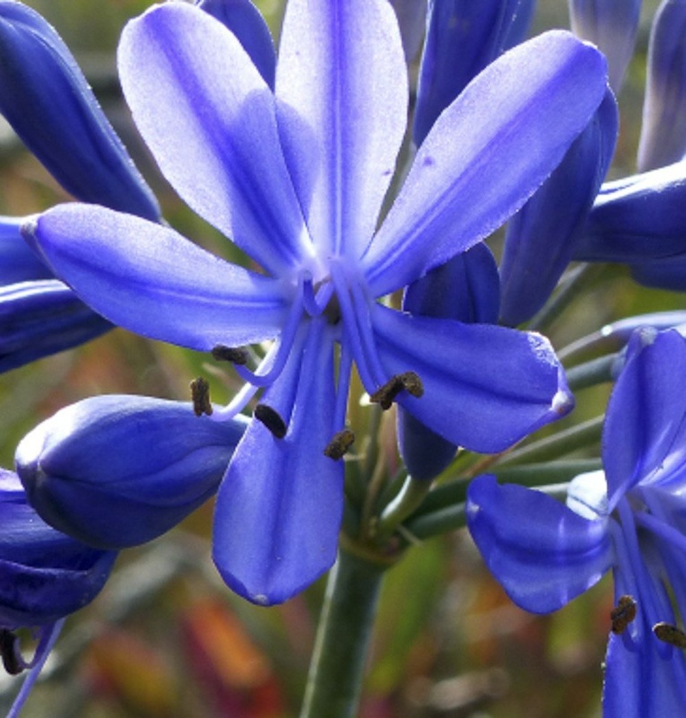 Agapanthe 'flower of love' pot de 3l/4l