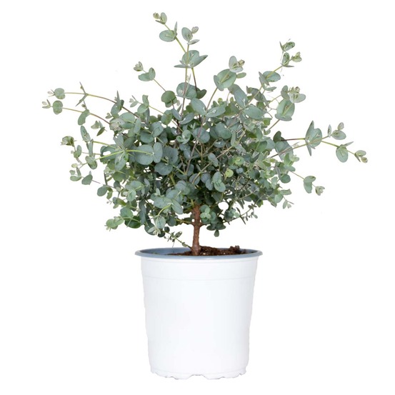 Eucalyptus gunnii - gommier - arbuste - persistant - ⌀14 cm - hauteur 25-35 cm