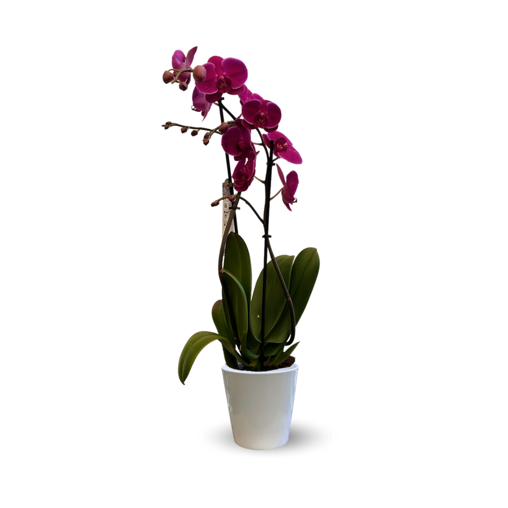 Orchidée fuchsia - double branche - phalaenopsis - ↕ 60-70 cm - ⌀ 12 cm - cache pot en céramique blanc
