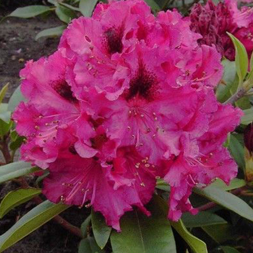 Rhododendron 'marie forte' 40-50 cm pot fleurs lilas-rosées