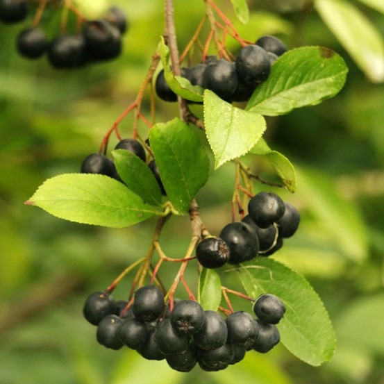 Aronie melanocarpa professor ed, aronia à fruits noir pot de 2l - 40/60 cm
