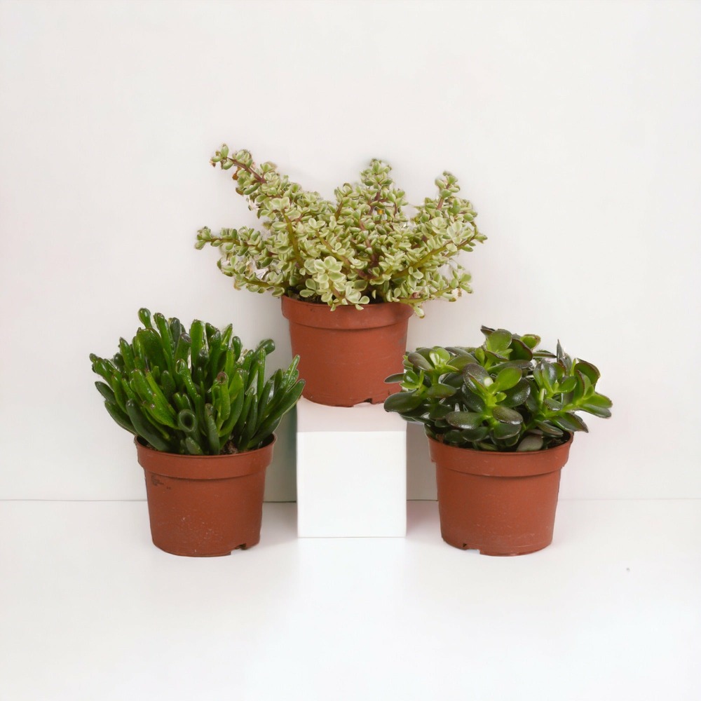 Crassula, box de 3 plantes h21cm