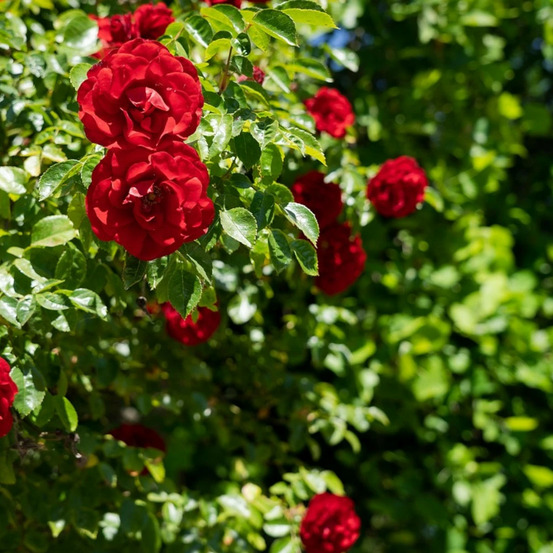 Rosier grimpant liliana® 'delgrouge' pot de 3l - touffe