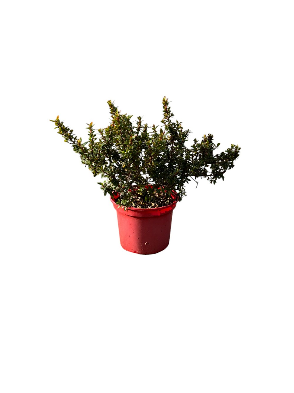 Escalonia ' show stopper ' c4l.