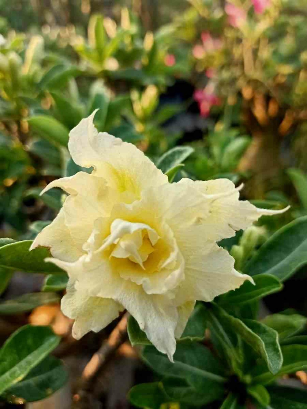 Adenium obesum cv.pie apple- caudex d'environ 300g 20/25cm