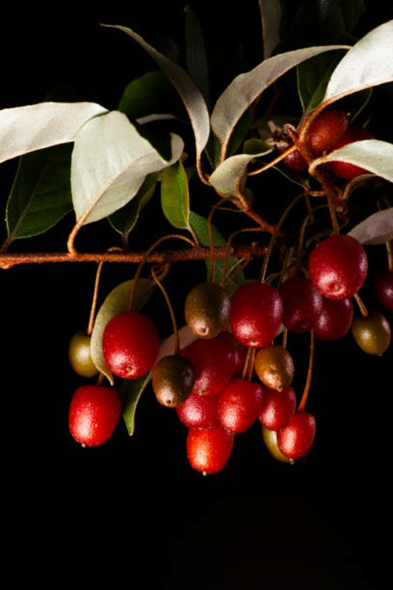 Kiwi kiwai red jumbo femelle c2l