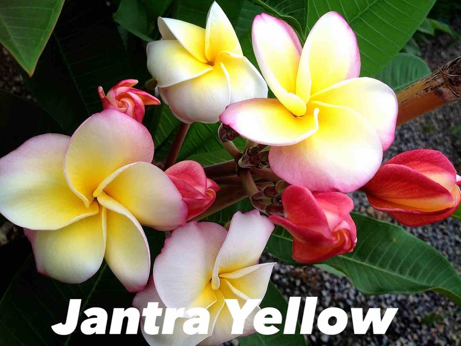 Plumeria rubra "jantra yellow" (frangipanier) taille pot de 2 litres ? 20/30 cm -   tricolor
