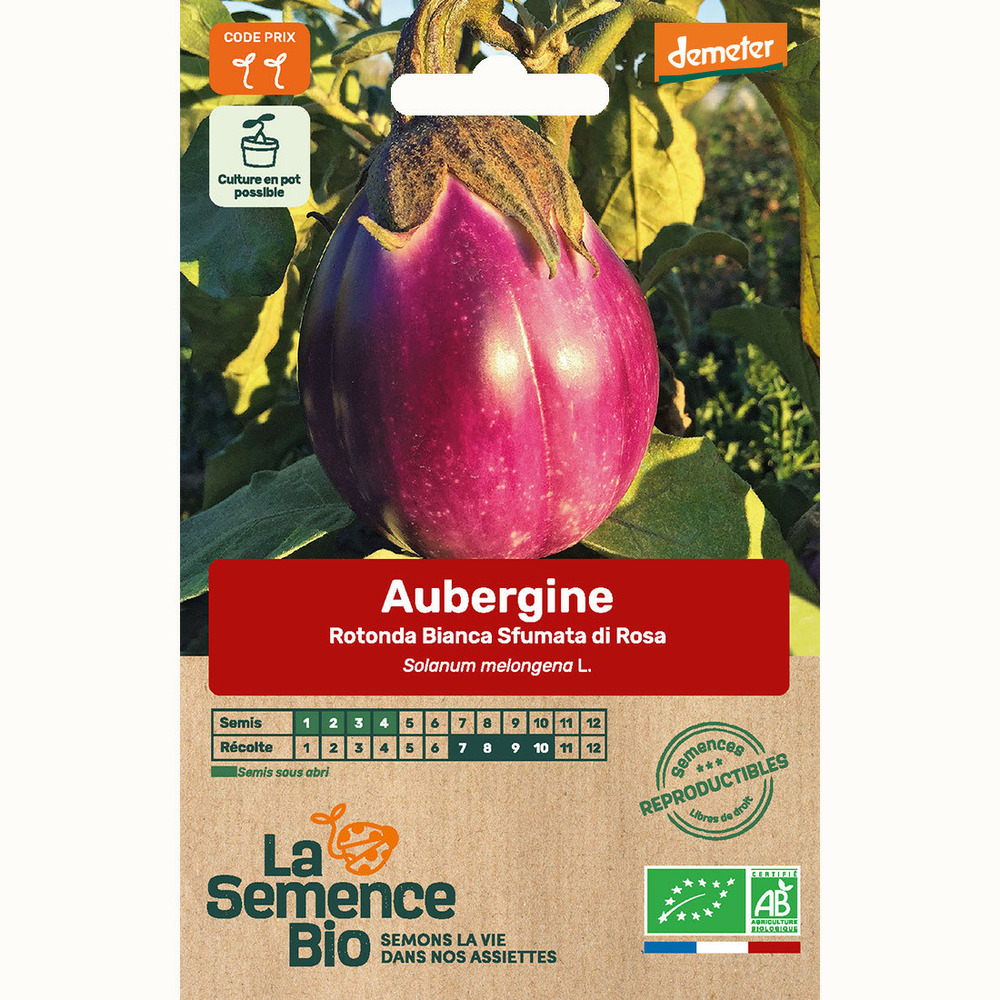 Aubergine rotonda bianca sfumata di rosa - graines bio