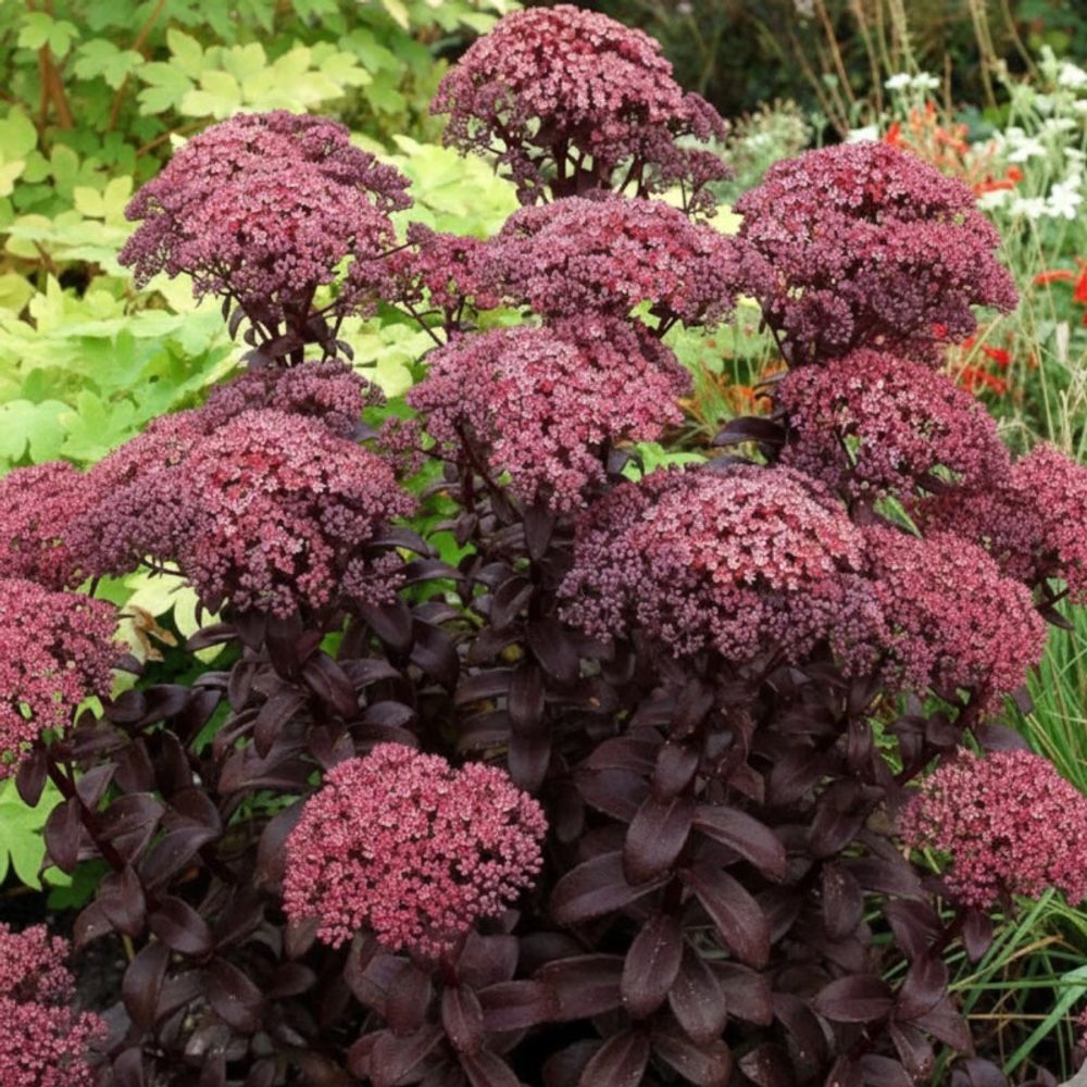 Orpin dark magic®, sedum lot de 3 godets