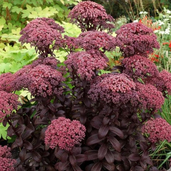 Orpin dark magic®, sedum lot de 3 godets