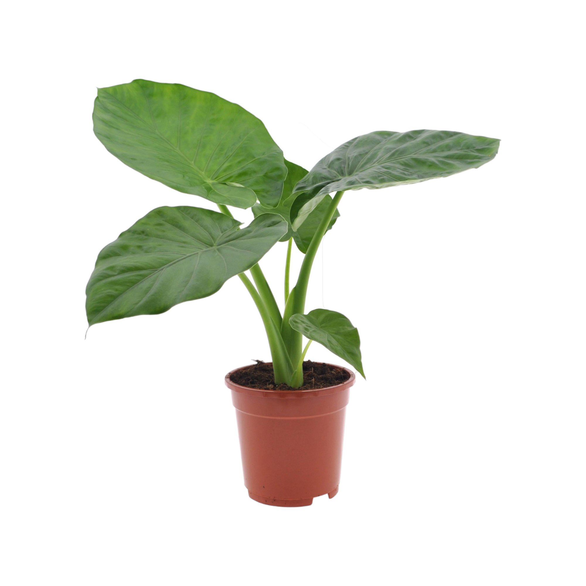 Plantes d'intérieur : les bienfaits – La Green Touch