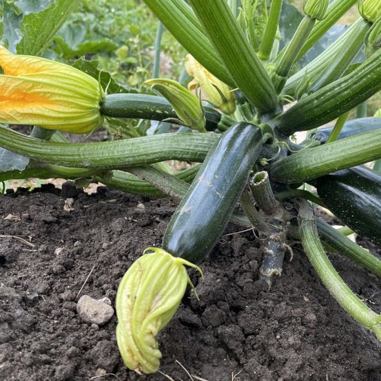 Graines de courgette anissa hf1 - vilmorin sachet