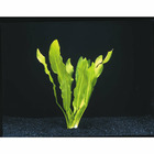 Plante aquatique : Echinodorus Major Martii en pot