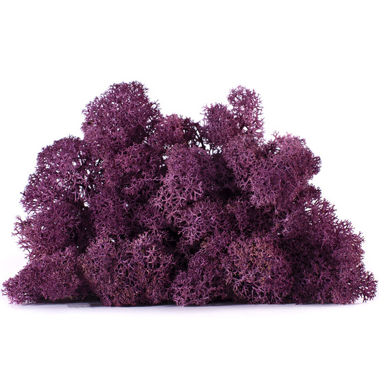 Lic/4053 lichen stabilisée erica box 4 kg