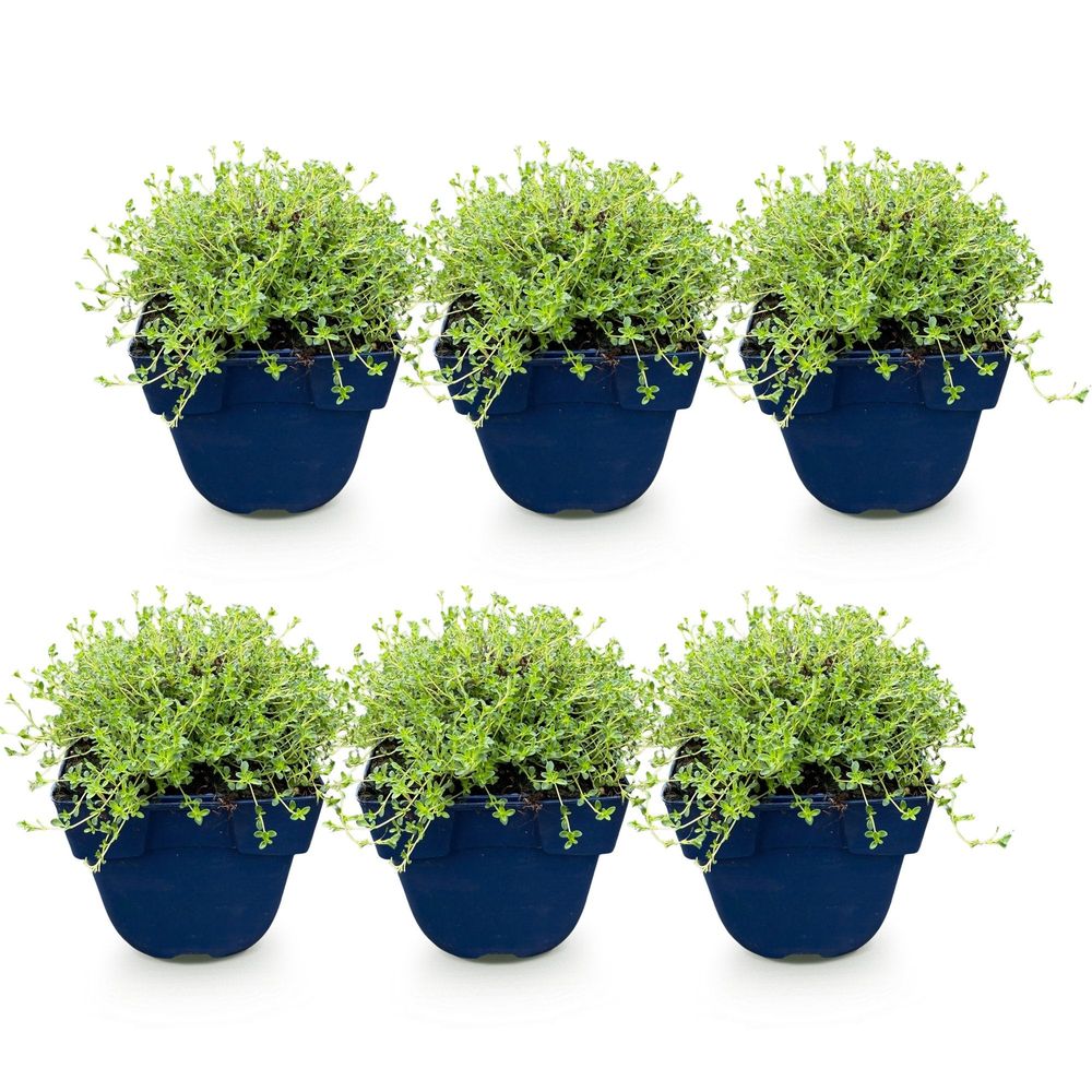 Thym 'albiflorus' - lot de 6 - pot 11 cm - hauteur 25 cm - plante d'extérieur