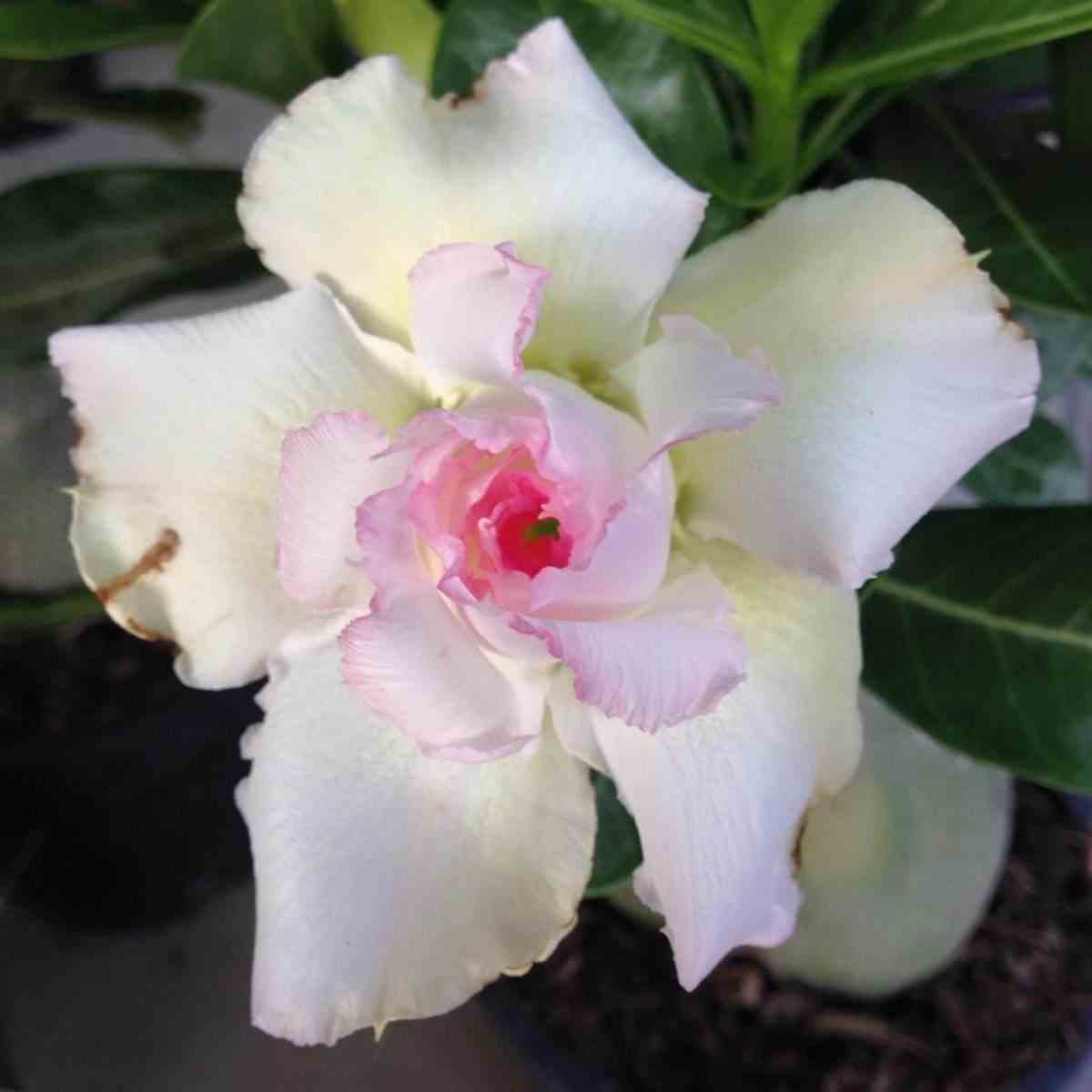 Adenium obesum cv.tivanon white   blanc et rose - taille caudex d'environ 300g 20/25cm