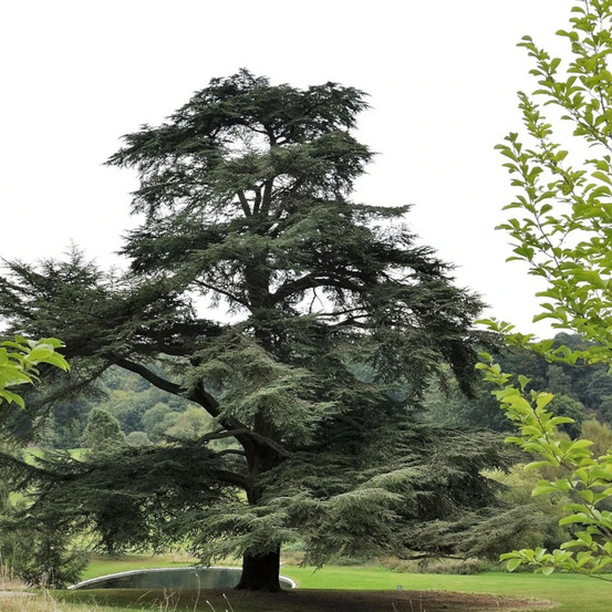 Cèdre de l'atlas pot de 7,5l - 80/100 cm