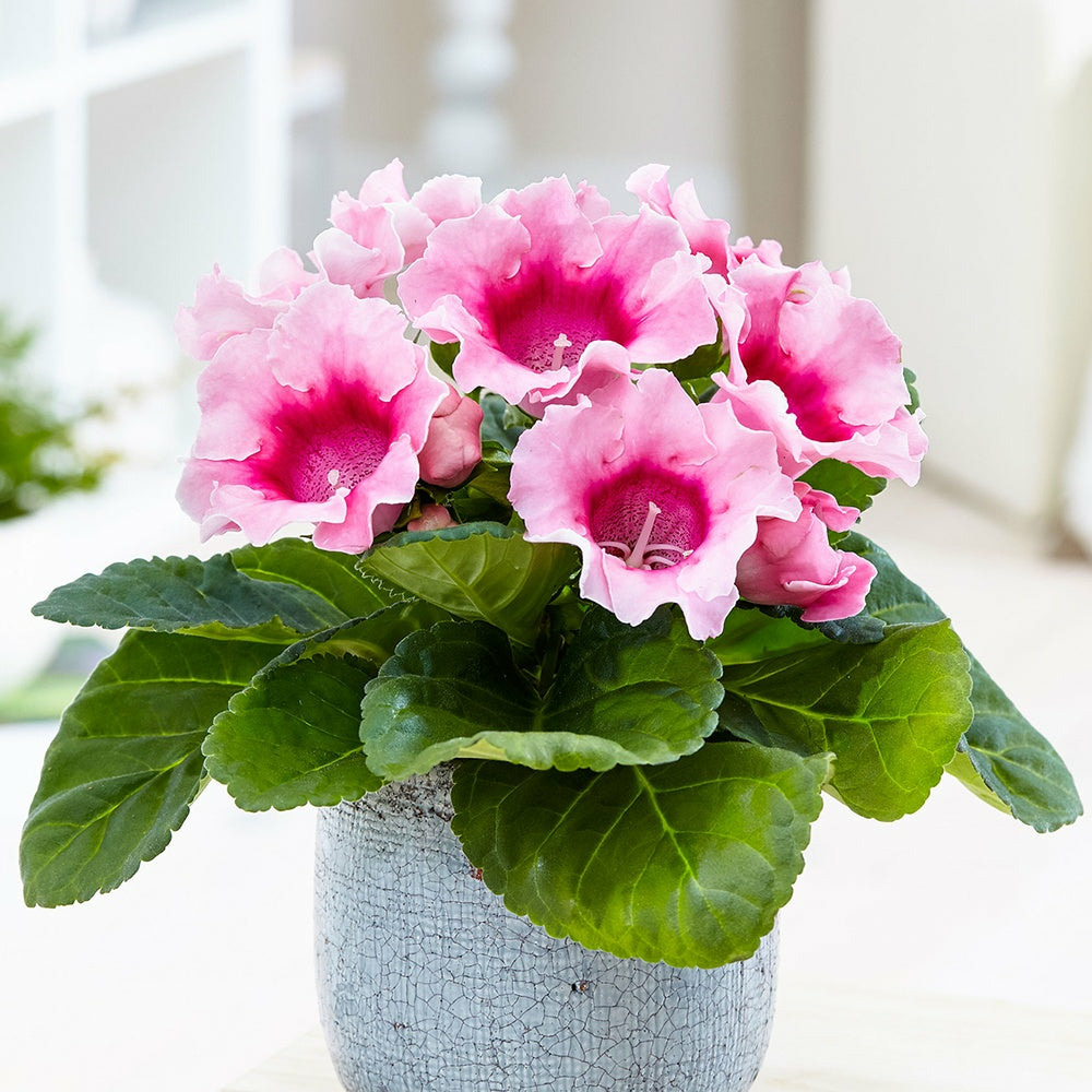 Gloxinia des fleuristes rose - le pot / ø 12cm / hauteur livrée 20-25cm