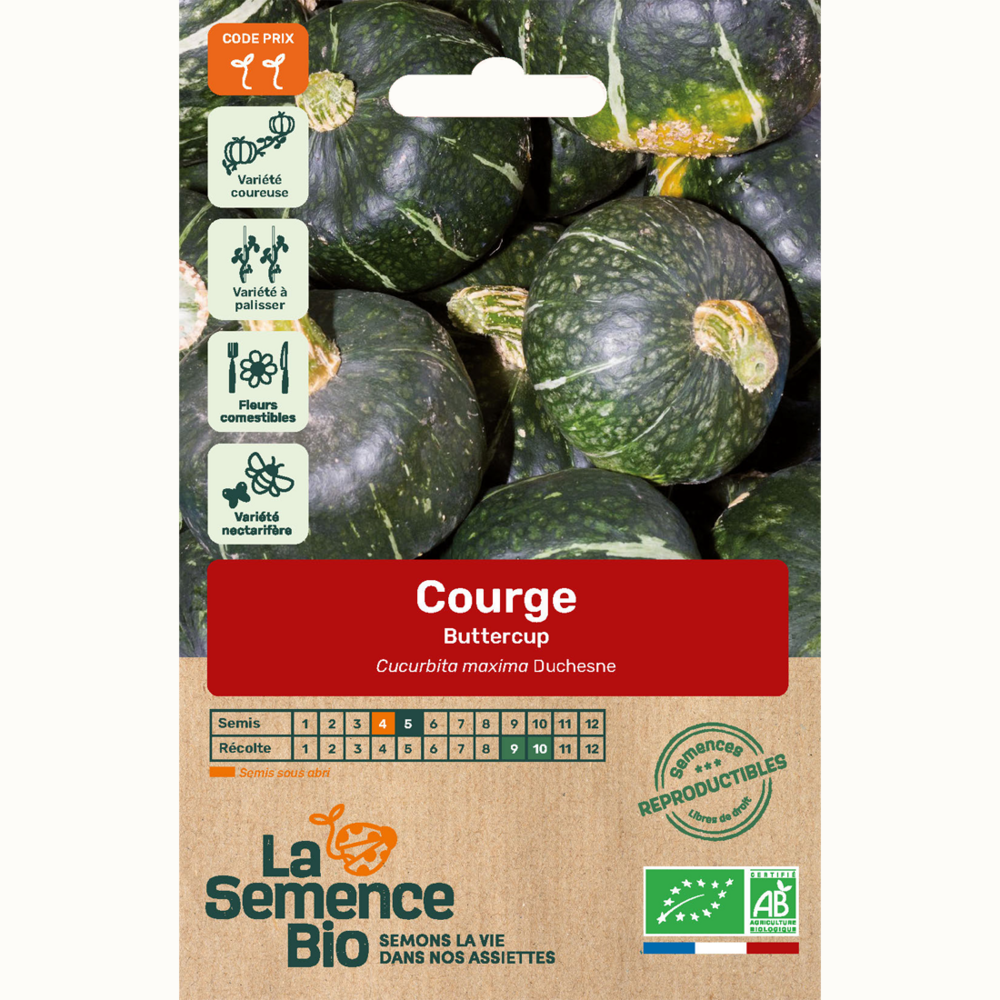 Courge buttercup - graines bio