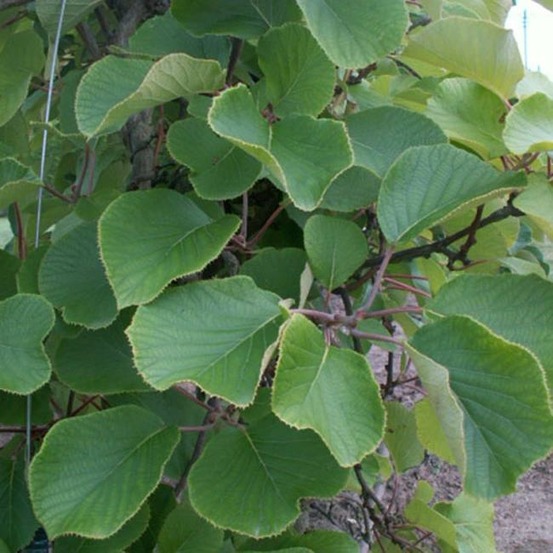 Kiwi mâle - actinidia deliciosa 3l - 60/90cm