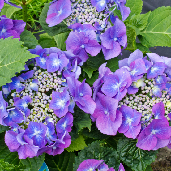 Hortensia teller bleu - hydrangea macrophylla teller bleu 30/35 cm pot 3l