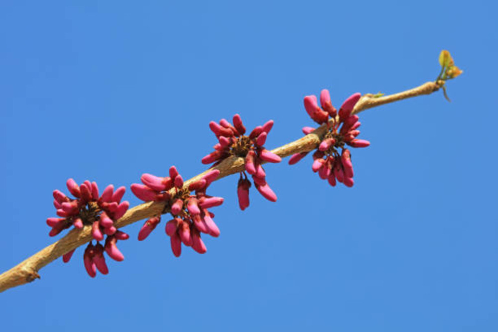 Cercis canadensis appalachian red c15l baliveau 150/250 cm (hors pot)