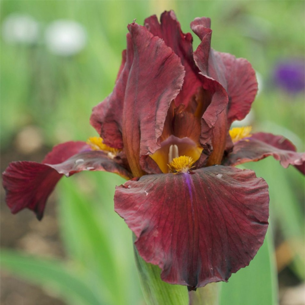 Iris des jardins 'young blood' godet de 8/9 cm