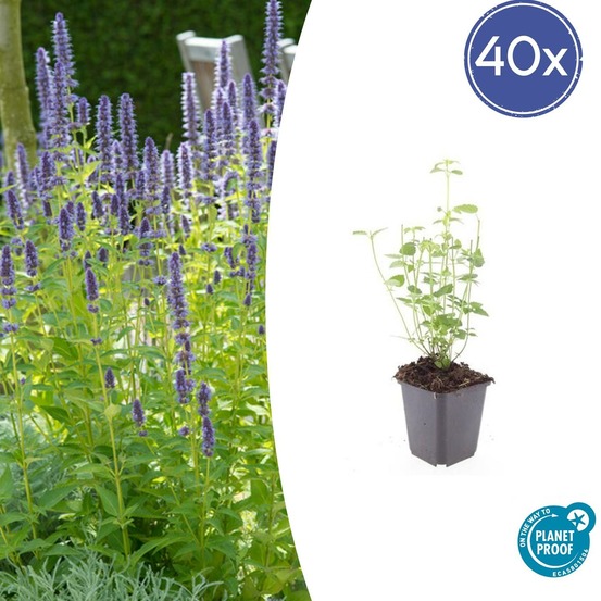 Agastache 'black adder' x40 – entre 2,5 et 3,33m2