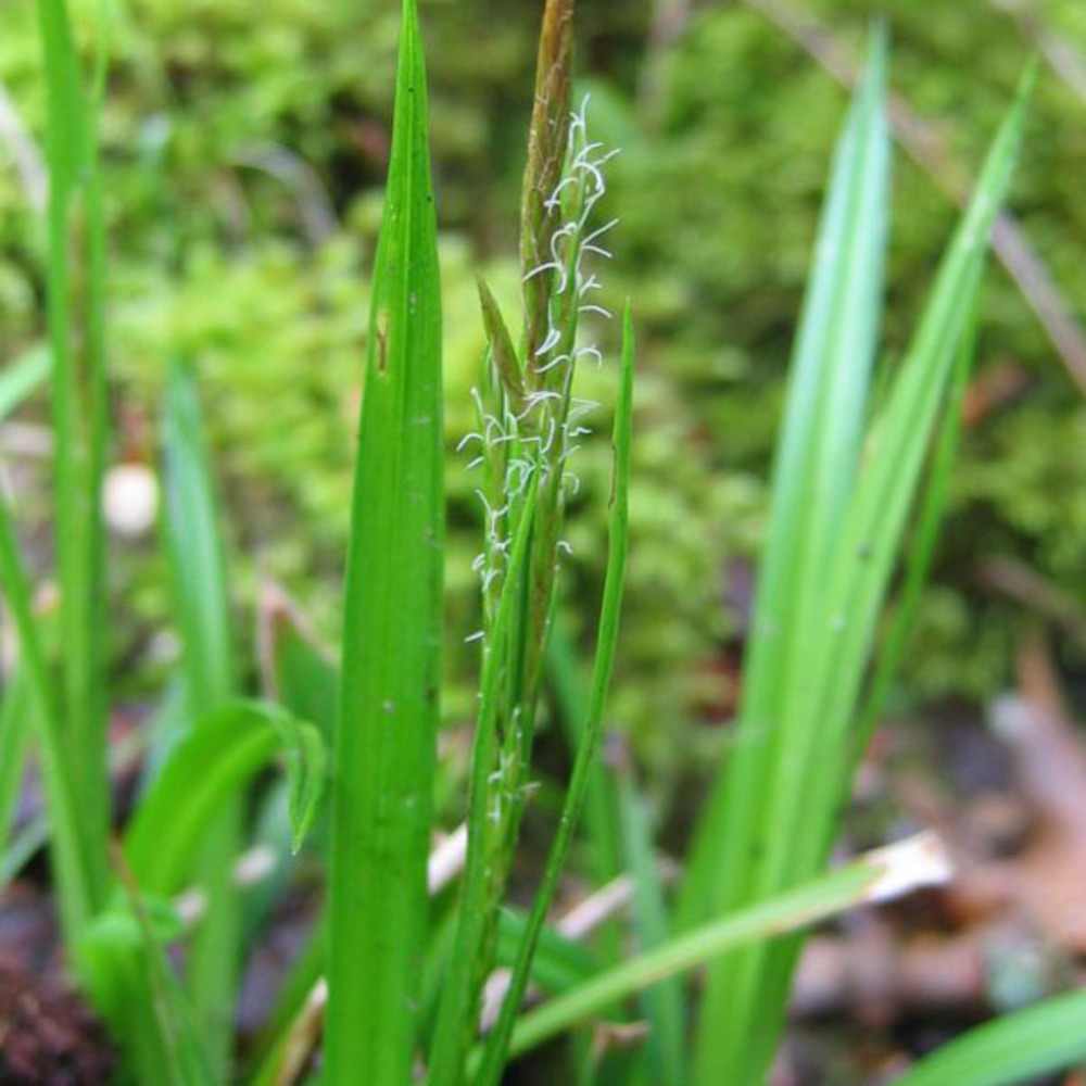6 x laîche des bois carex sylvatica godet 9cm x 9cm Truffaut