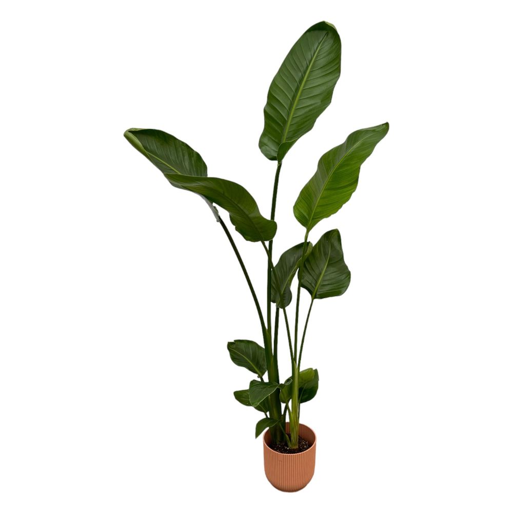 Strelitzia nicolai - plantes d'intérieur
