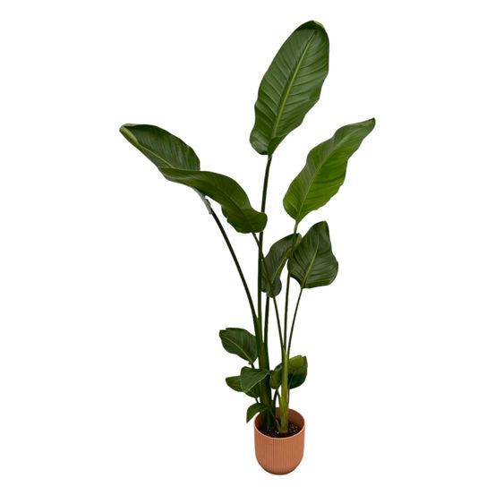 Strelitzia nicolai - plantes d'intérieur