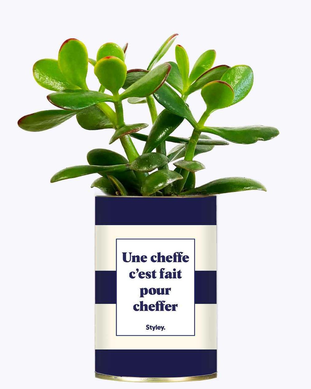 Plante à message - une cheffe c'est fait pour cheffer - cactus