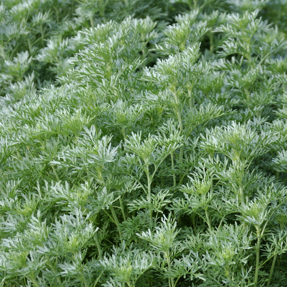 Absinthe - le pot / ø 9cm