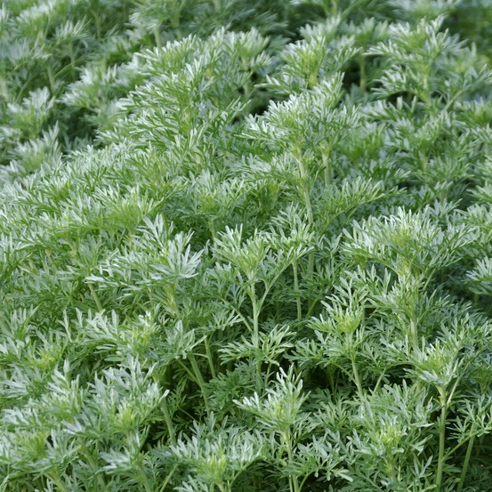 Absinthe - le pot / ø 9cm