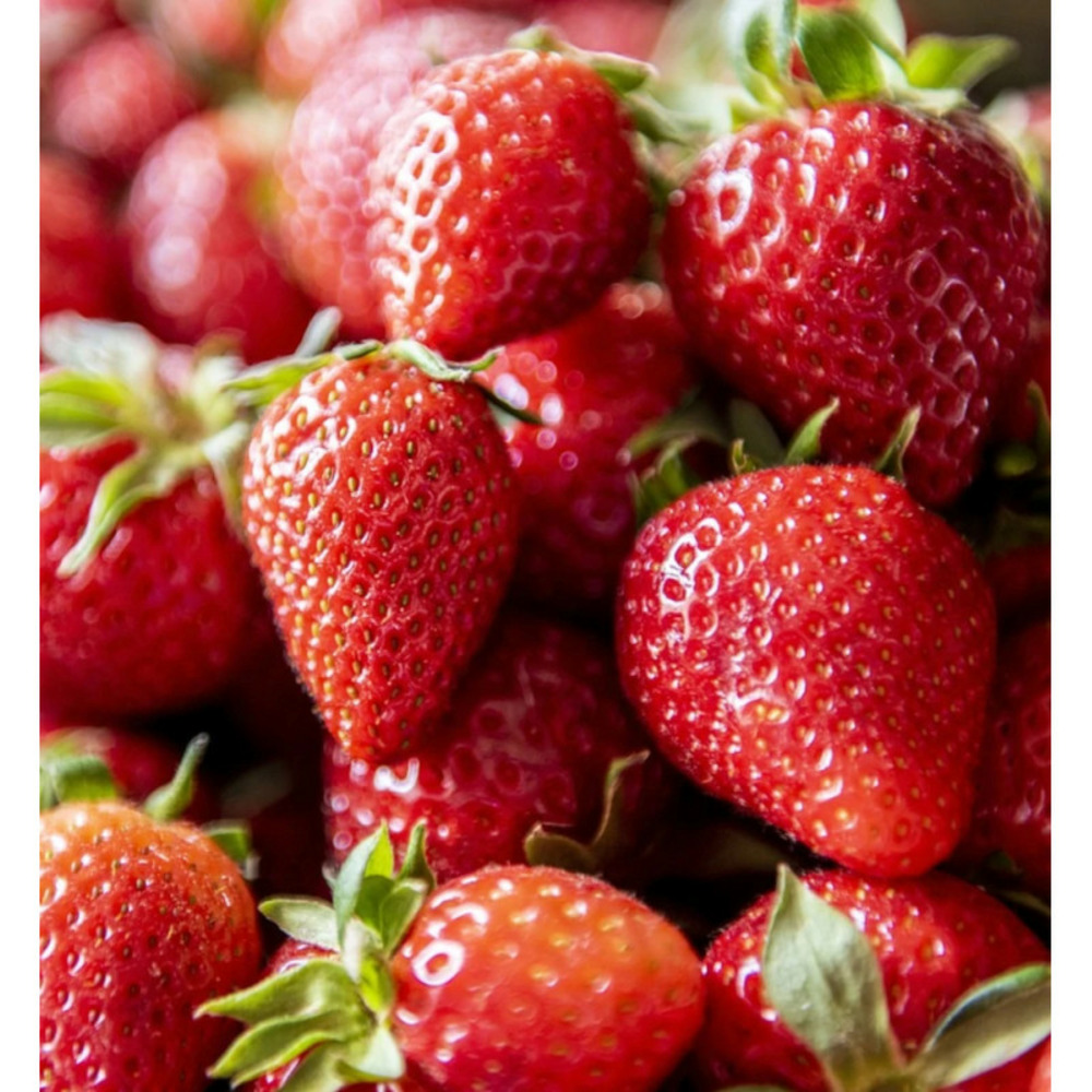 Plant de fraisier manon des fraises barquette de 6 godets