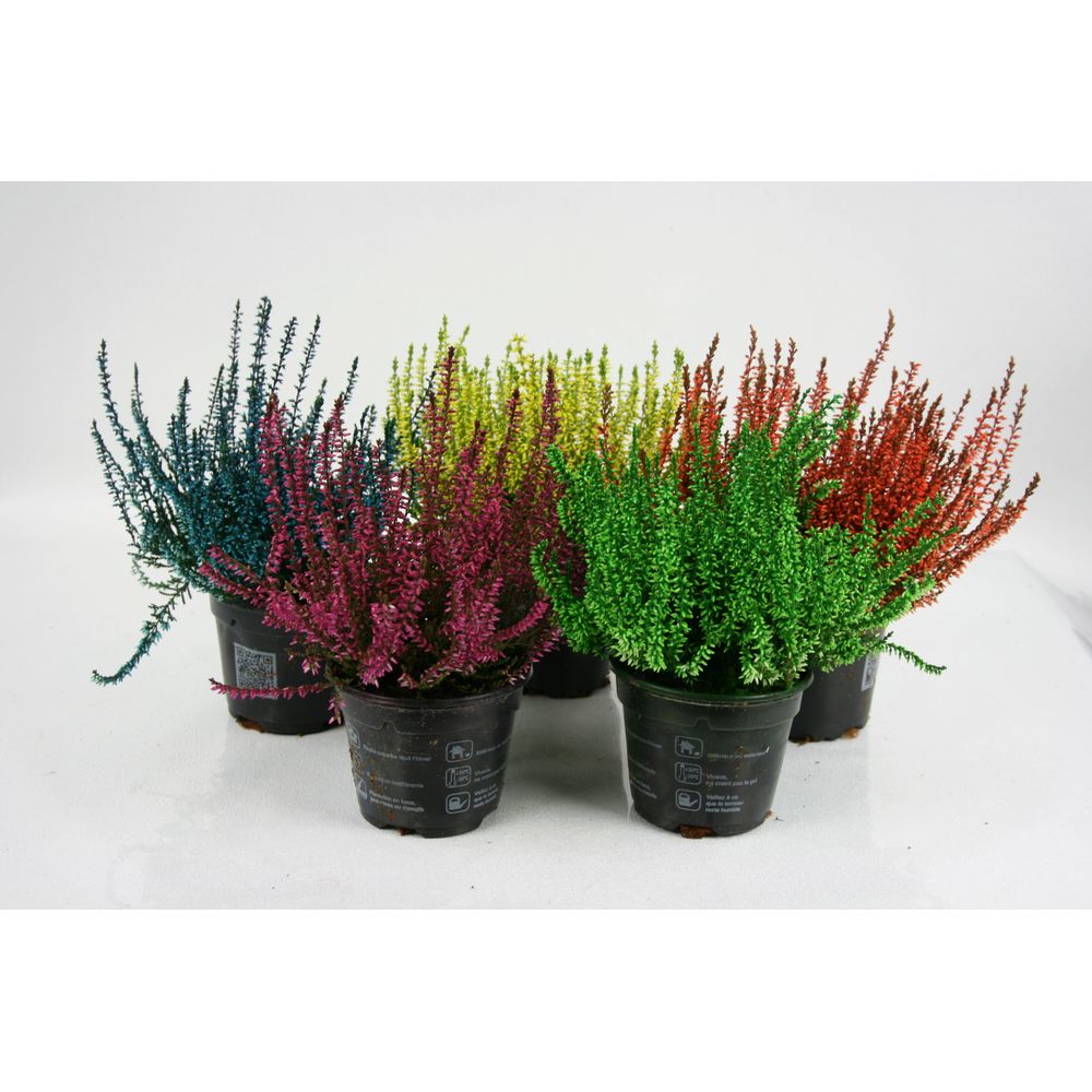 Bruyere calluna teintee pot 10,5 cm