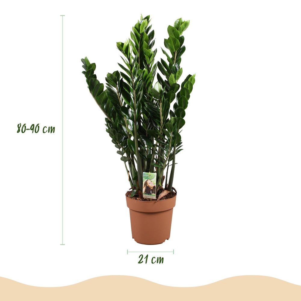Zamioculcas - zz-plant
